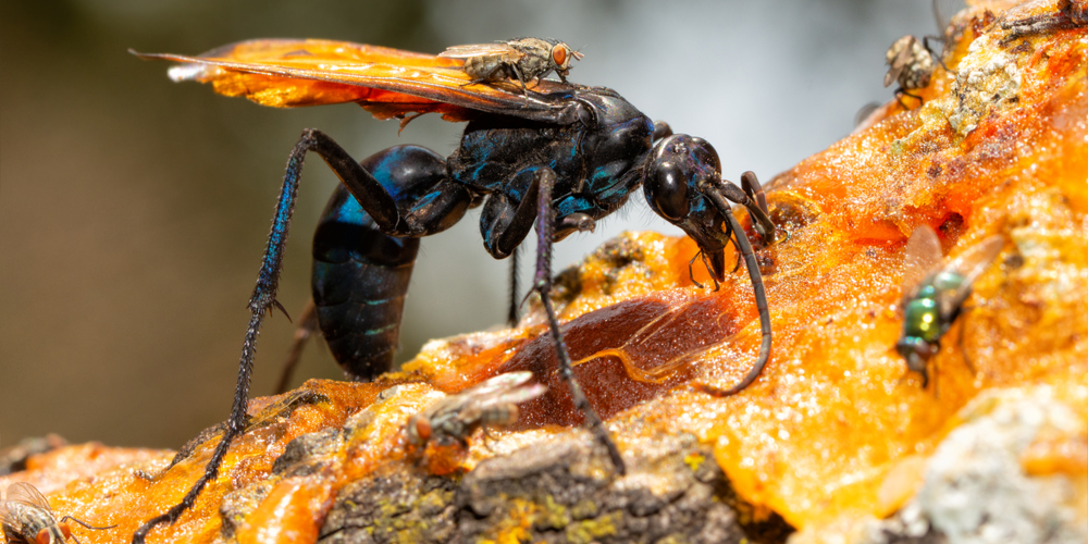 closeup-beautiful-blueblack-tarantula-hawk-spider
