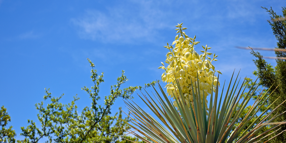 Soaptree Yucca (Yuca elata)